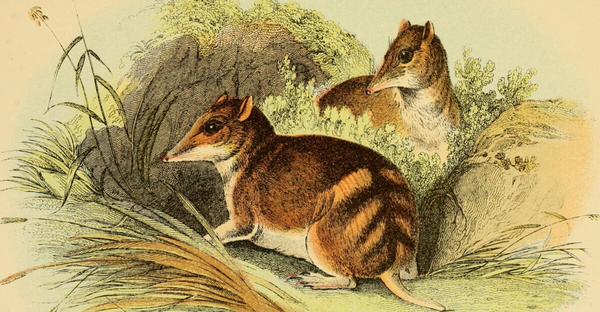 Identifier handbooktomarsup00lydekk find matches Title A hand-book to the marsupialia and monotremata Year 1896 1890s Authors Lydekker Richard 1849-1915 Subjects Marsupials Monotremes Publisher London E Lloyd Contributing Library Smithsonian Libraries Digitizing Sponsor Smithsonian Libraries View Book Page Book Viewer About This Book Catalog Entry View All Images All Images From Book Click here to view book online to see this illustration in context in a browseable online version of this book Text Appearing Before Image Side View of Teeth and Jaws of a Bandicoot one is typified by Gunns Bandicoot Plate XXL while theother is best represented by the short-nosed species PlateXXIII Had we these Australian forms alone to deal with it might indeed be advisable to class these animals under twogeneric headings They are however so closely connected bythe intermediate Papuan forms that any such subdivision is im-practicable these annectent forms affording one more instanceof the survival of generalised and presumably ancient types inNew Guinea to which allusion has been already made Text Appearing After Image OO o I-I p pq CO g THE TRUE BANDICOOTS I STRIPED BANDICOOT PERAMELES BOUGAINVILLH Perameles iougainvillii Quay and Gaimard Voyage Uranie Ierameks myosurus Wagner Archiv fur Nat vol vii pt i Perameks arenaria Gould Proc Zool Soc 1844 p 104 Characters -Size small form light and delicate fur coarsebutnotspmose muzzle long and slender ears long narrowand pomted reaching when laid forward beyond he eyel Sontf rt rr - - portion of the terminal half General colour olive-grev St7r - P -l J-k-d riorl nird y- black pos-teriorly naked granulated and flesh-coloured in front with oe Taf r Pf - e fourth and fifth Wth o rH f i b - Six teats Length of head and body about 9 inches of tail 4 inches Distribution -West Australia Variety In South-Eastern and Southern Australia thetypical form of the species is replaced by a variety theFeramelesfasaata of Gray distinguished b Note About Images Please note that these images are extracted from scanned page images that may have been digitally enhanced for readability - coloration and appearance of these illustrations may not perfectly resemble the original work