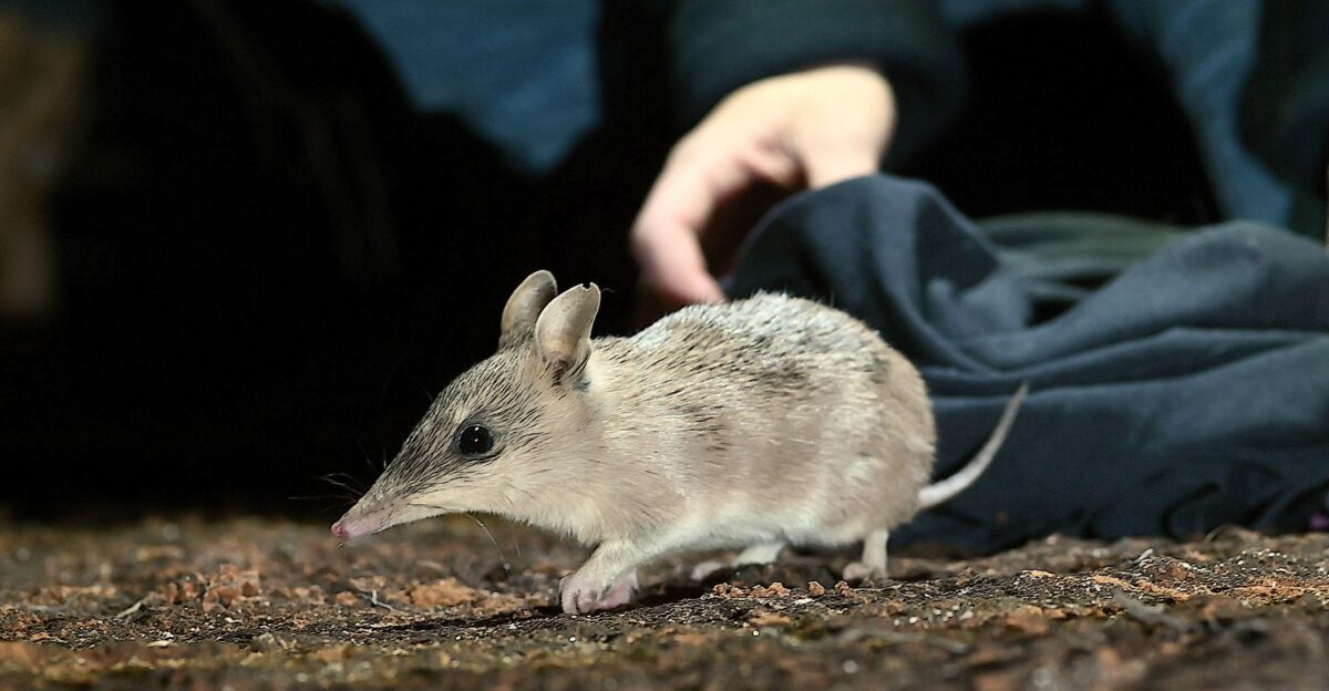 Aussie bandicoot returns to south west NSW after 150-year absence
