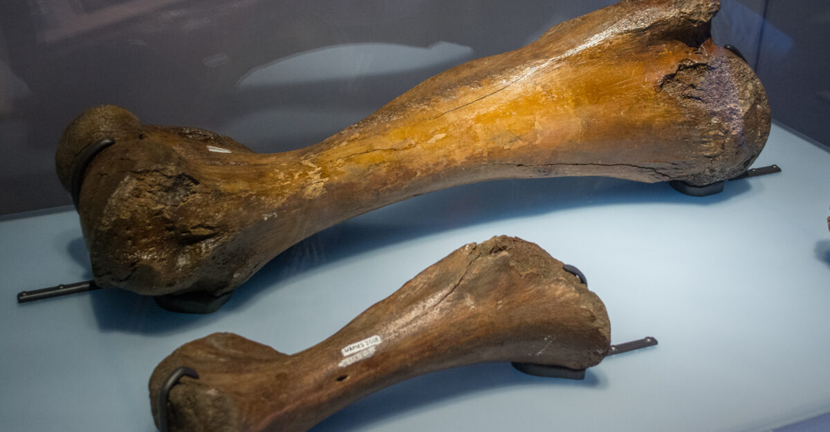 adult and juvenile Mammuthus primigenius humerus - Cleveland Museum of Natural History - 2014-12-26