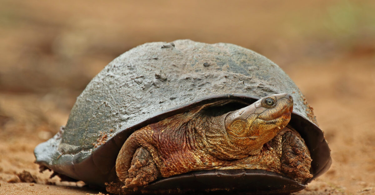 African helmeted turtle Pelomedusa subrufa Phinda Private Game Reserve South Africa