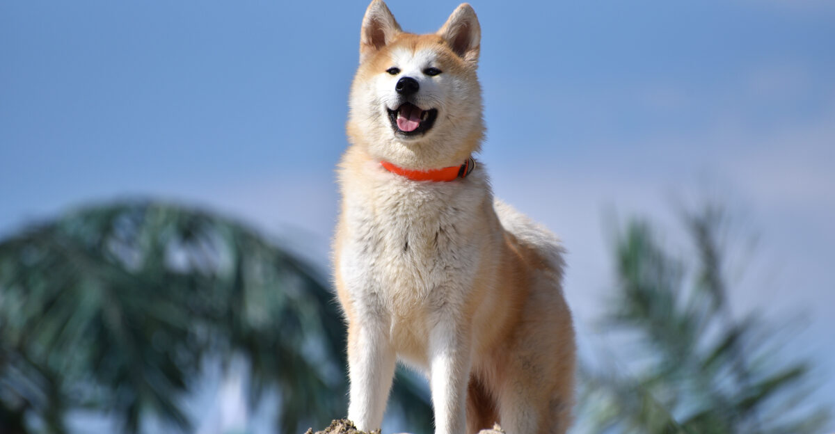 Poroda kuche Akita inu