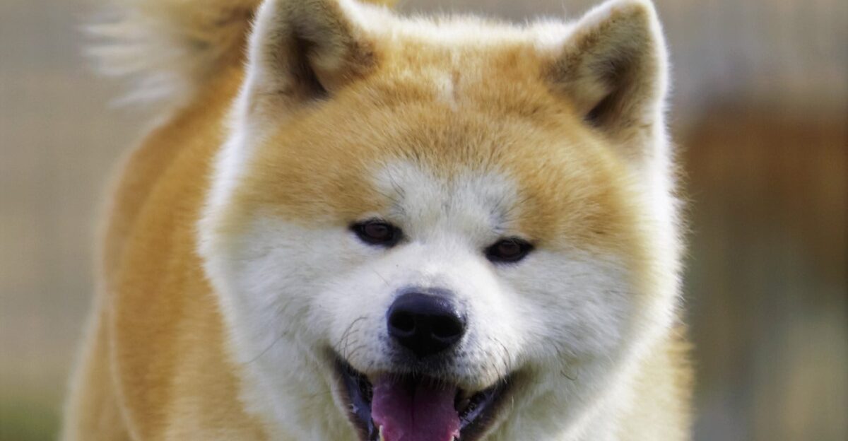 Akita Inu jugando al aire libre