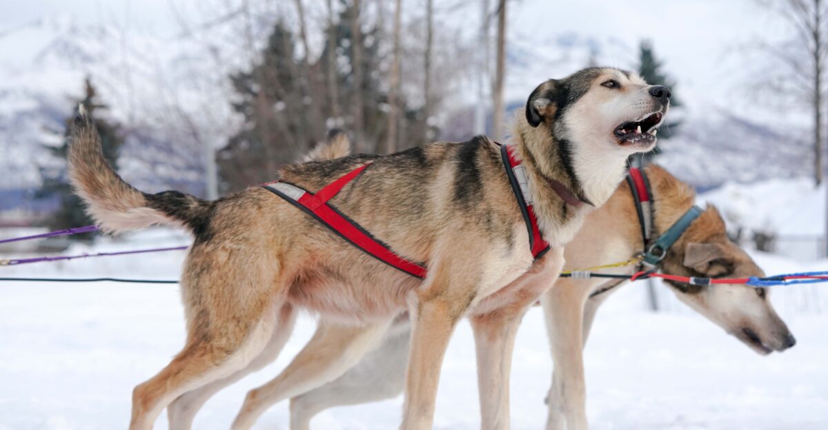 Alaskan Huskies ready to practice for their upcoming Iditarod