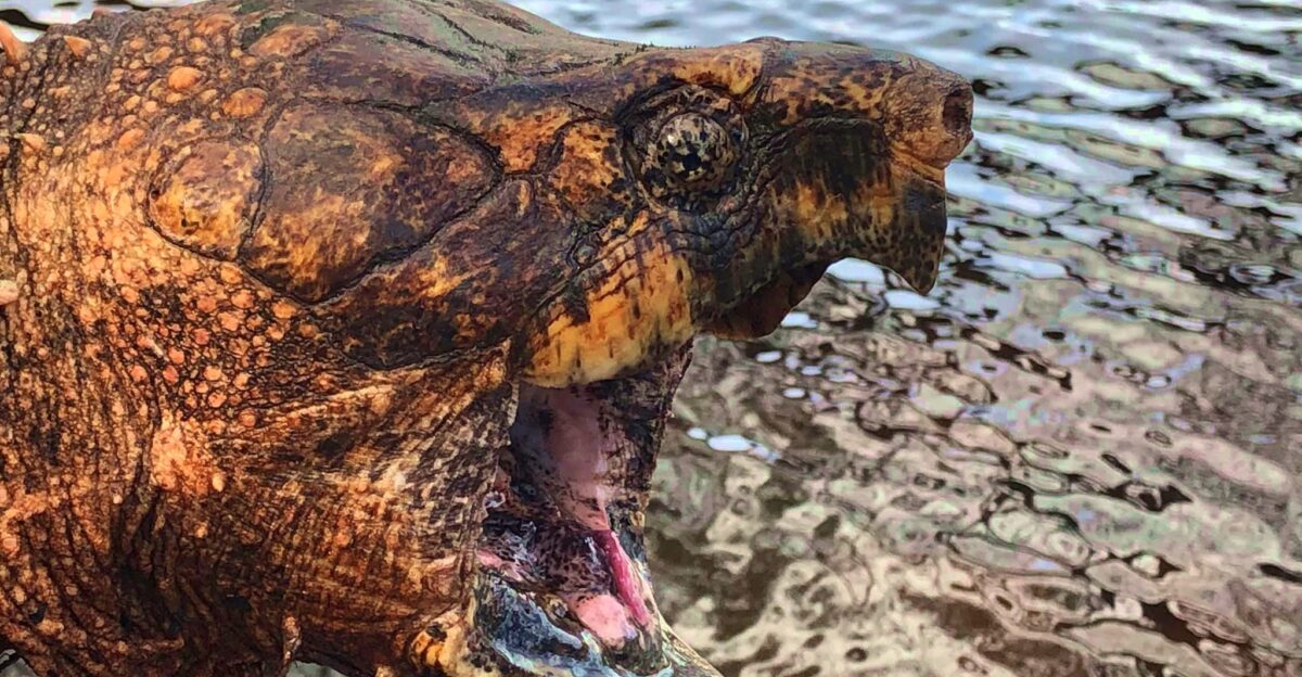 Alligator Snapping Turtle from Florida