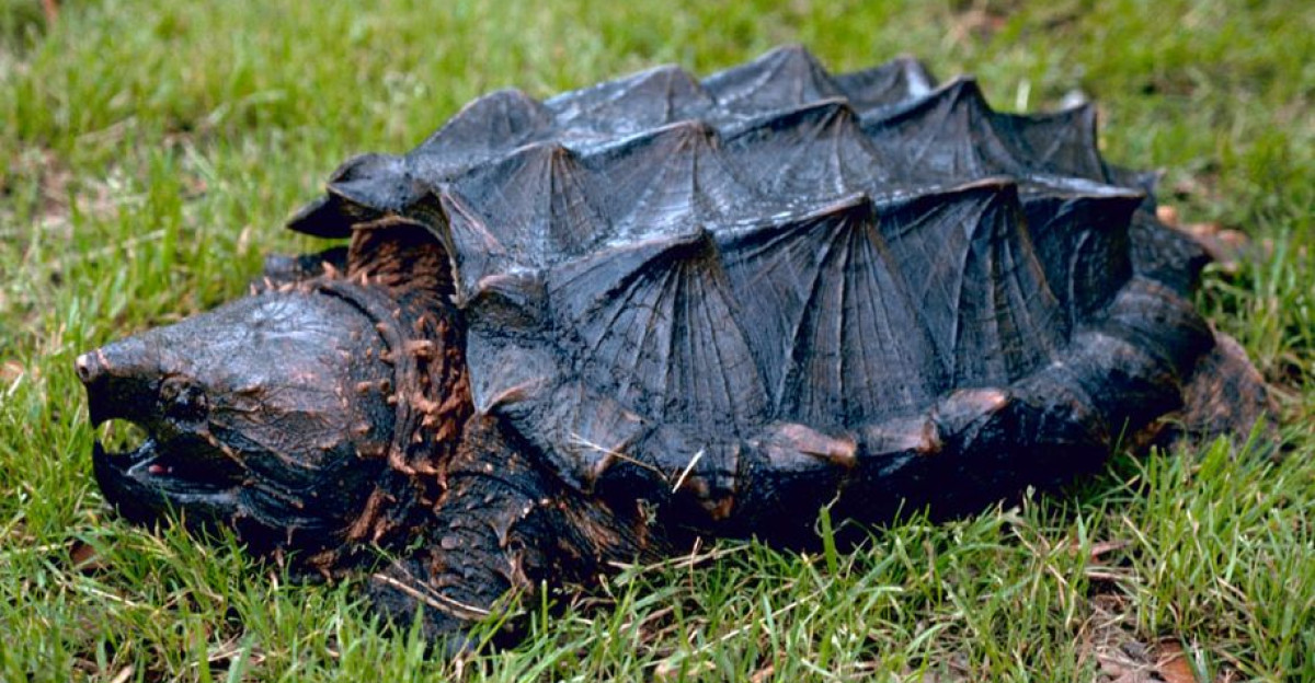Alligator snapping turtle Macrochelys temminckii