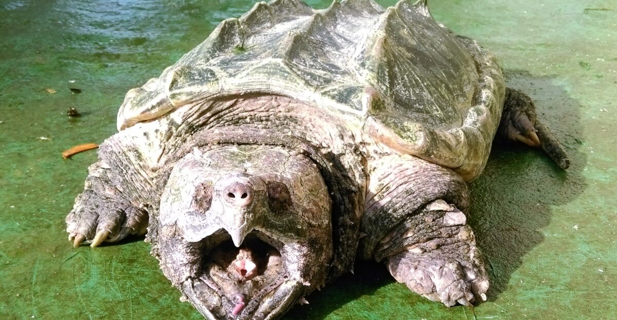 The alligator snapping turtle will eat almost anything they can catch Unlike other turtles alligator snapping turtles cannot retract their head and limbs into their shell Their upper and lower mouth is shaped like a hook similar to an eagle s beak and is sharp enough to bite off a person s finger The alligator snapping turtles are very aggressive when be threatened thus they are not easy to keep as a pet and often get abandoned