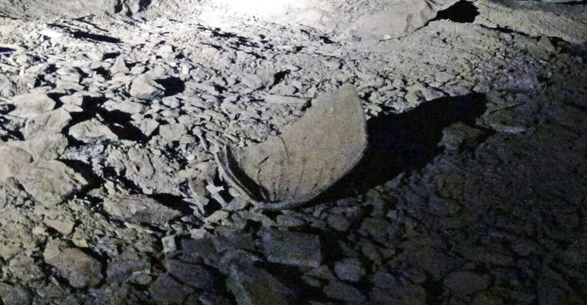 The object shown here is a gourd used by prehistoric American Indians to carry water deep into western Kentucky s Mammoth Cave the longest cave on Earth As of fall 2017 412 miles worth of passages have been explored and mapped Known prehistoric Indian activities in Mammoth Cave include gypsum mining chipping away at gypsum speleothem crusts on the walls of cave passages and chert flint mining whacking pieces of chert nodules from cave walls and ceilings chert nodules are relatively common in some of the stratigraphic intervals exposed at Mammoth Cave The chert was knapped and used to make various tools and or projectile points The cave was also used for burial purposes Some Indian burial sites with preserved desiccated bodies have been discovered in the Mammoth Cave System including some non-buried mummies One such body was discovered only recently in the 2000s along an active tourist trail Indian artifacts were formerly abundant in Mammoth Cave - many have been removed over the last 200 years Modern Mammoth Cave archaeologists and park officials are hypersecretive about current archaeological research and discoveries in the cave Watson Trace is a relatively recently-discovered stretch of Mammoth Cave just off Audubon Avenue It was never disturbed in historic times late 1700s to 1990s and is still rich in Indian artifacts The entrance is low and not observable on modern tours The passage entrance is reportedly sealed off with a grate The most commonly encountered artifacts are cane reeds which were used as torches Discarded burned reeds can be seen along some modern tourist trails Caches of unused cane reeds have also been found Locality Main Cave Mammoth Cave western Kentucky USA