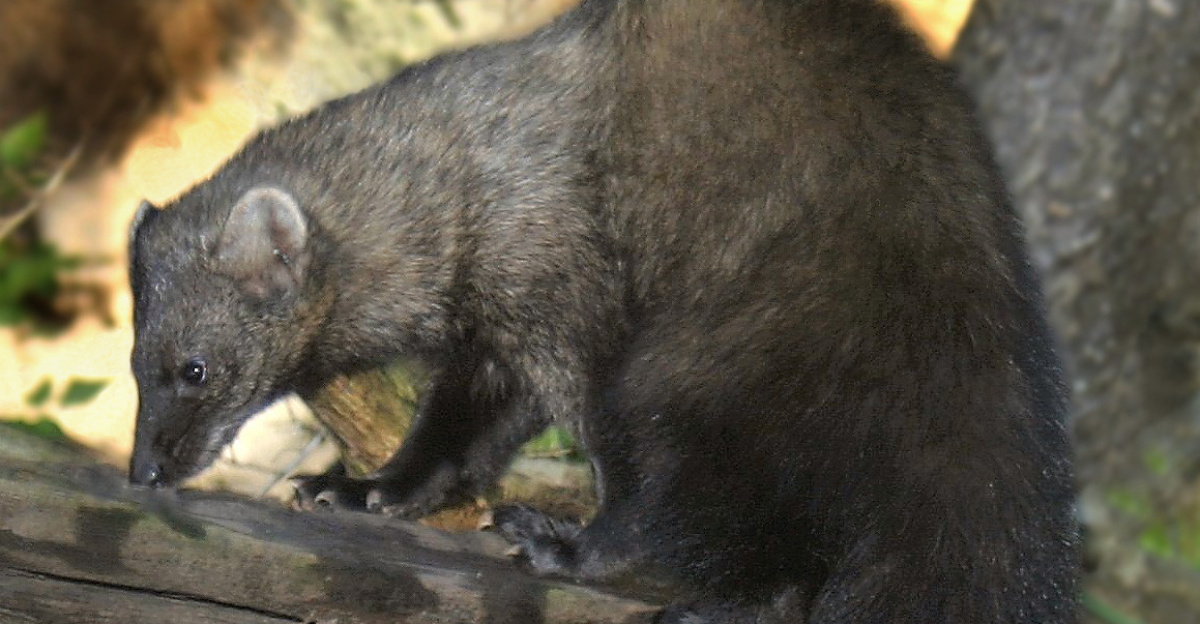 animal_fisher_adult_JeffLewis