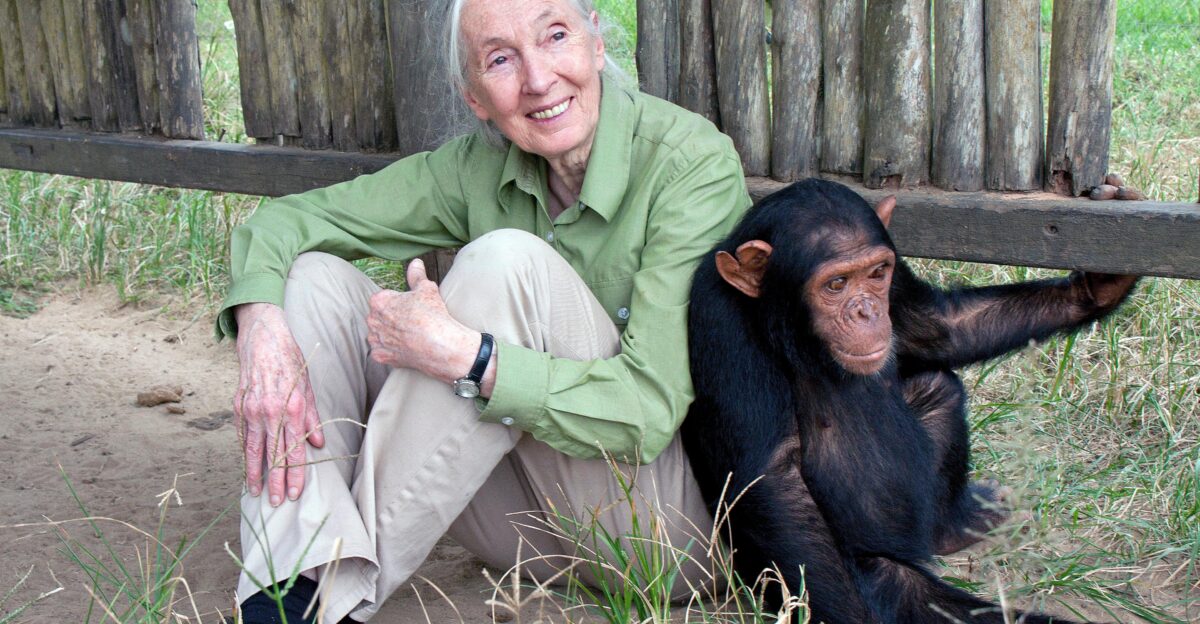 Famous Conservationist Jane Goodall To Speak in Boulder