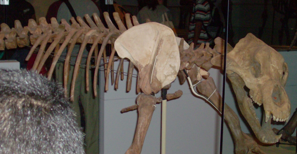 Field Museum Short-Faced Bear