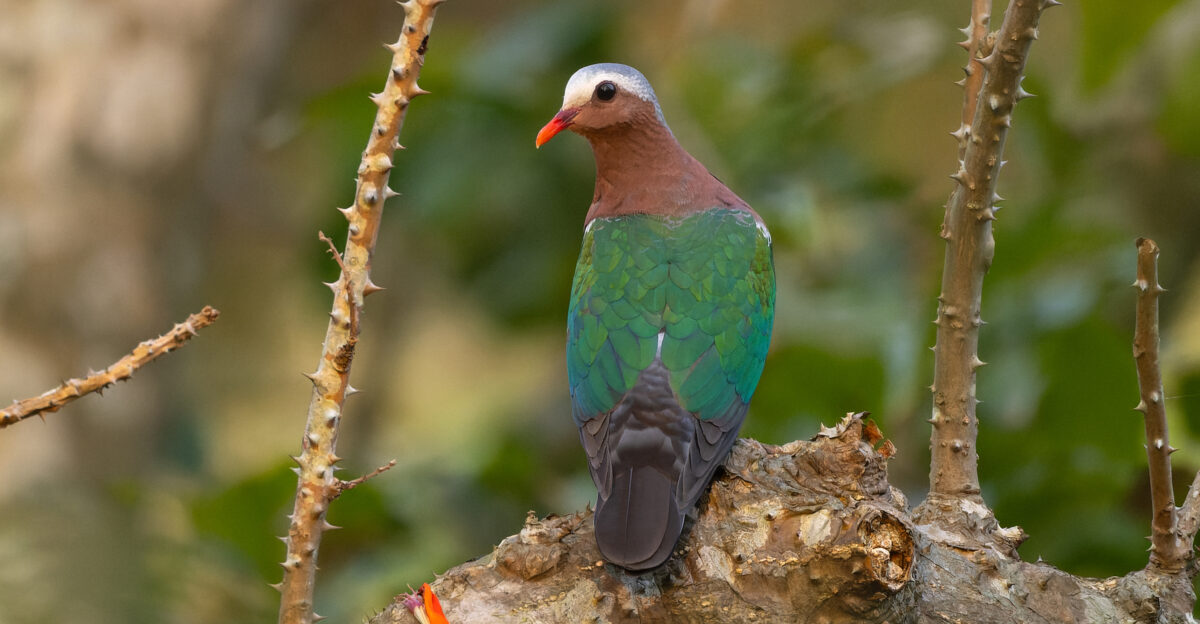 Asian Emerald Dove Chalcophaps indica Columbidae Columbiformes in Kuldiha Wildlife Sanctuary Odisha India in Kuldiha Wildlife Sanctuary Odisha India