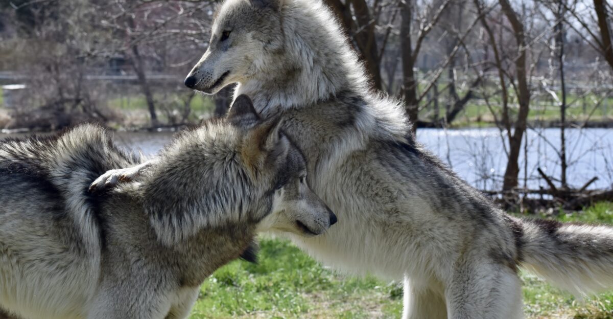 Aspen and Sparrow are siblings