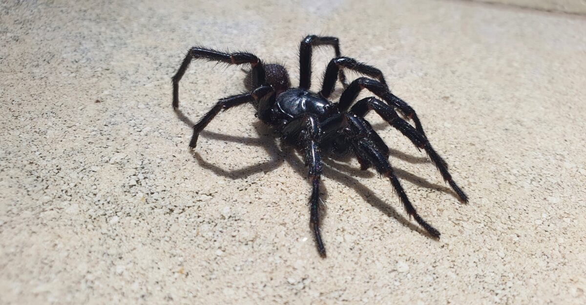 Lateral view of a male Atrax robustus