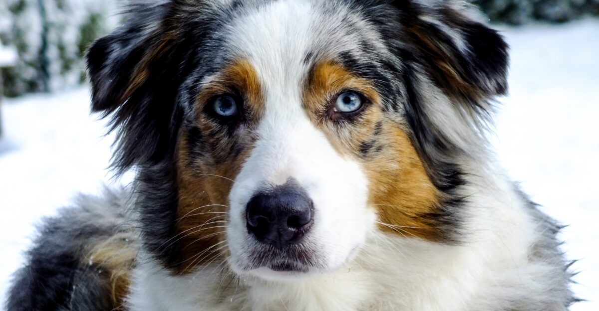A blue merle Australian Shepherd in snow