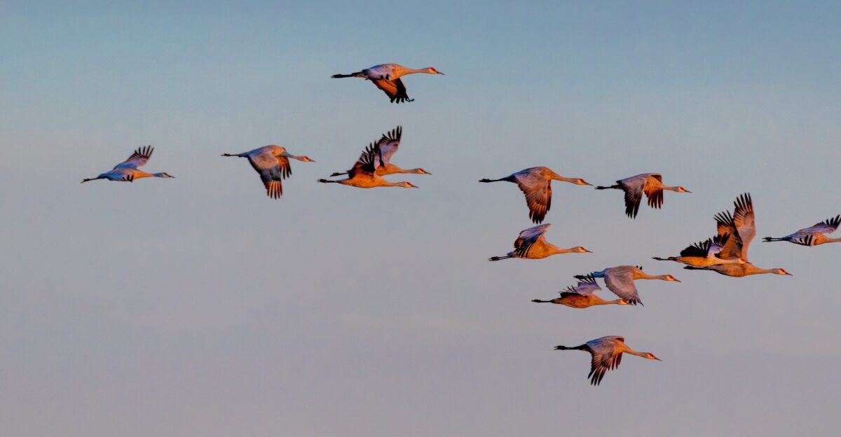 Migratory birds BirdLife DataZone