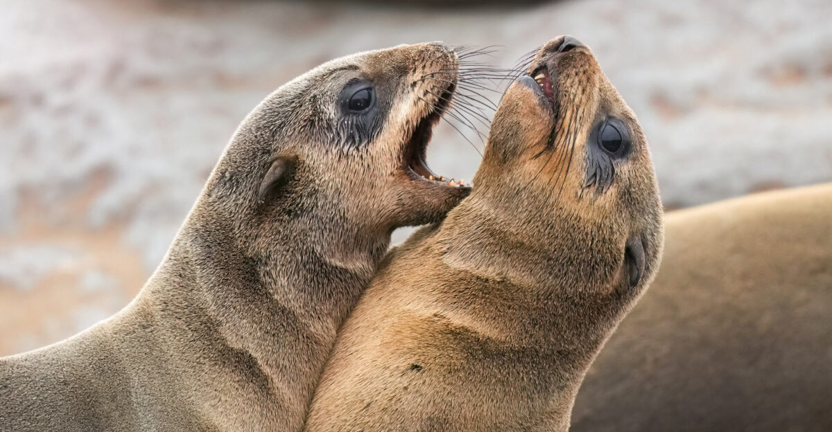 Baby cape fur seals fighting at Cape cross Namibia