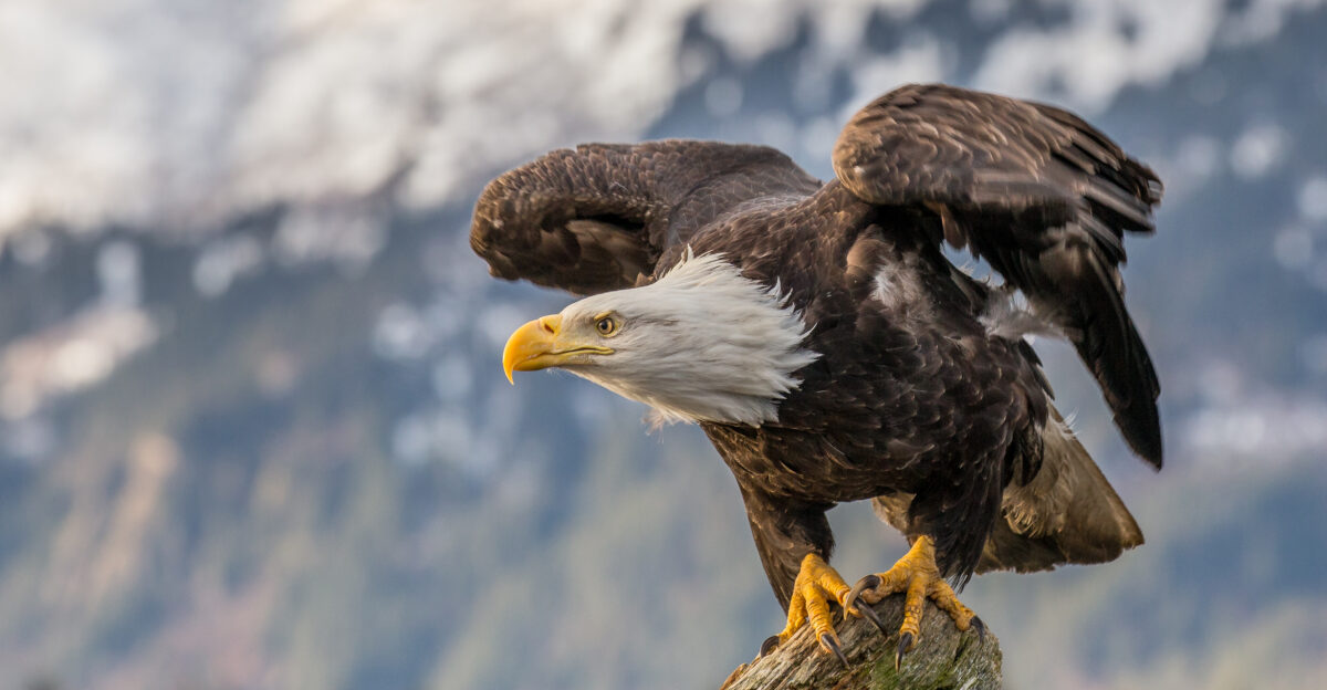 Bald Eagle Photo taken in Kachemak Bay Alaska
