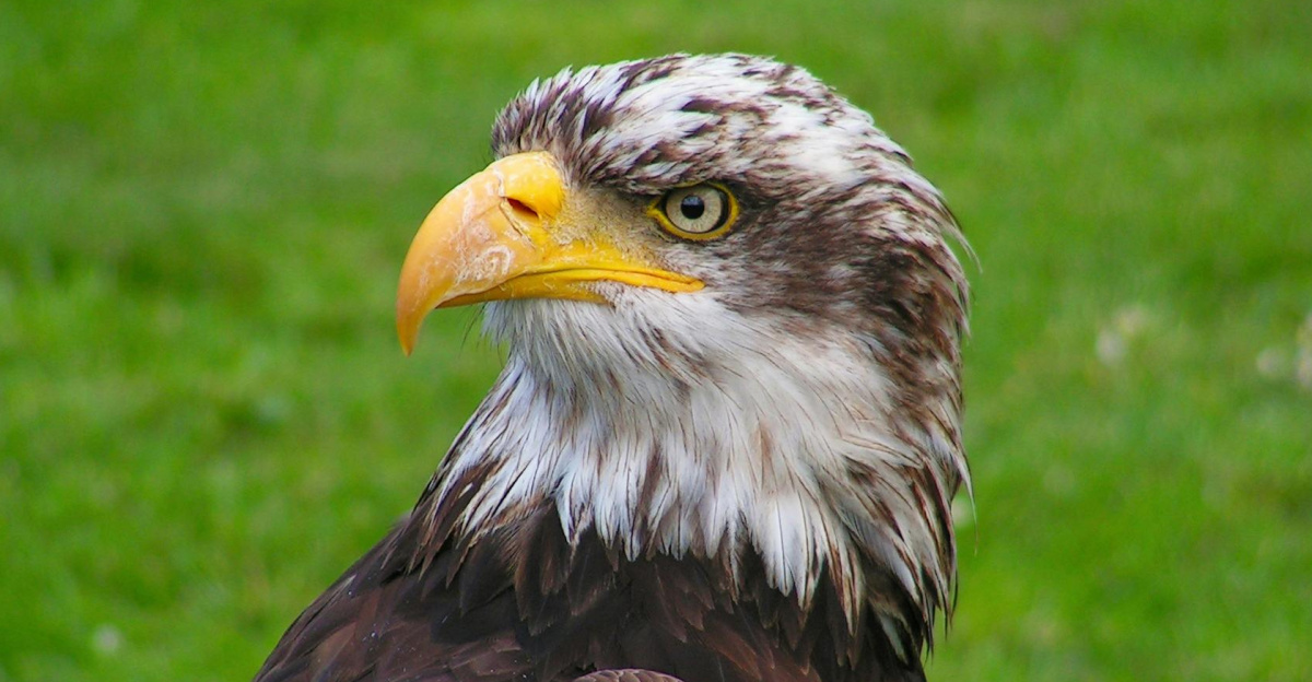 Close-up of a bald eagle with sharp gaze resting on lush green grass.