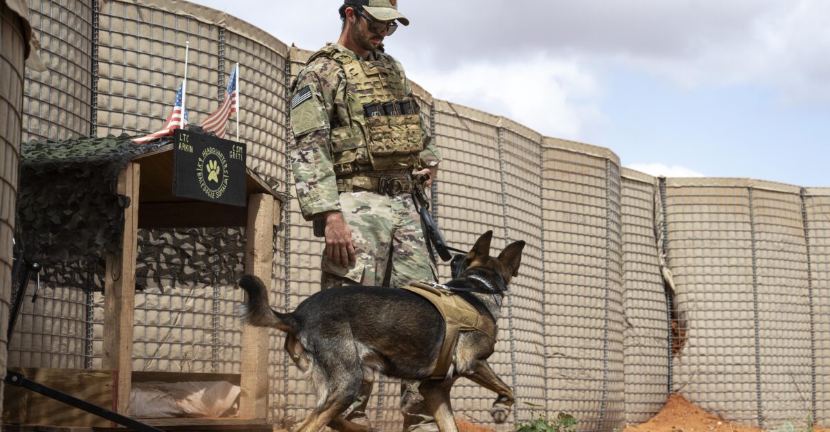 U S Army Sgt Sean Wilson Combined Joint Task Force - Horn of Africa military working dog handler and Arkin a military working dog patrol at Baledogle Military Airfield Somalia March 31 2025 CJTF-HOA conducts operations to enhance partner nation capacity promote regional stability dissuade conflict and protect U S and partner interests U S Air Force photo by Airman 1st Class Joseph Bartoszek