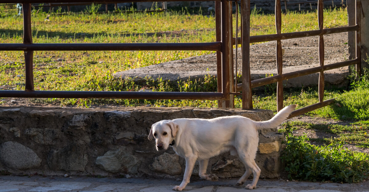 Labrador Retriever in Anciles Benasque Huesca Aragon Spain