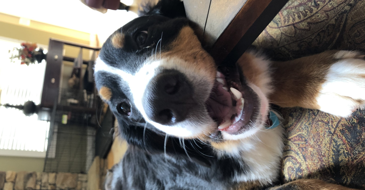 Bernese Mountain Dog being Silly