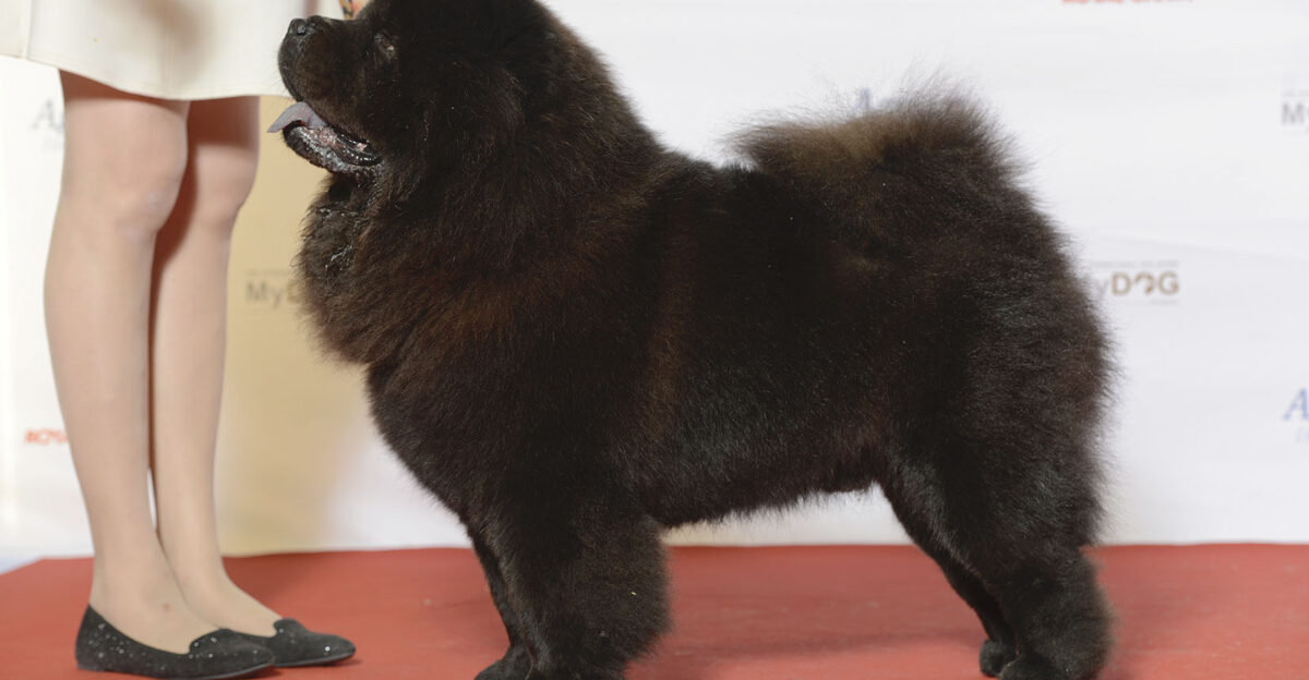 BIR Grupp 5 CHOW CHOW C I B DK UCH DI UCH NO UCH NO V-14 V-15 NORD UCH SE UCH SE V-13 SE V-14 -15 MyDOG Nordens st rsta hundevenemang