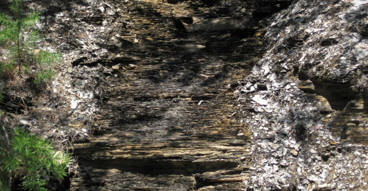 Black shale in the Mississippian of Ohio USA The Sunbury Shale is a black mudshale succession in Ohio - it is the oldest fully Mississippian-aged unit in the state It occurs above the Berea Sandstone and below the Cuyahoga Formation The Sunbury essentially identical to the older Ohio Shale Compared with the Ohio Shale the Sunbury is considerably thinner Sunbury outcrops are uncommon but an extensive exposure is present at the Tener Mountain roadcut in southern Ohio The unweathered rocks are black mudshales but weathered material consists of medium- to light-colored chips I have not observed fossils in the Sunbury at this site but the literature refers to lingulid brachiopod fragments in the lower Sunbury Stratigraphy Sunbury Shale Kinderhookian Stage lower Lower Mississippian Locality Tener Mountain roadcut along the northwestern side of Rt 32 Appalachian Highway a little northeast of the Rt 32-Union Hill Road intersection just northeast of the Adams County-Pike County line far-southwestern Pike County southern Ohio USA vicinity of 39 01 27 83 North latitude 83 16 24 98 West longitude