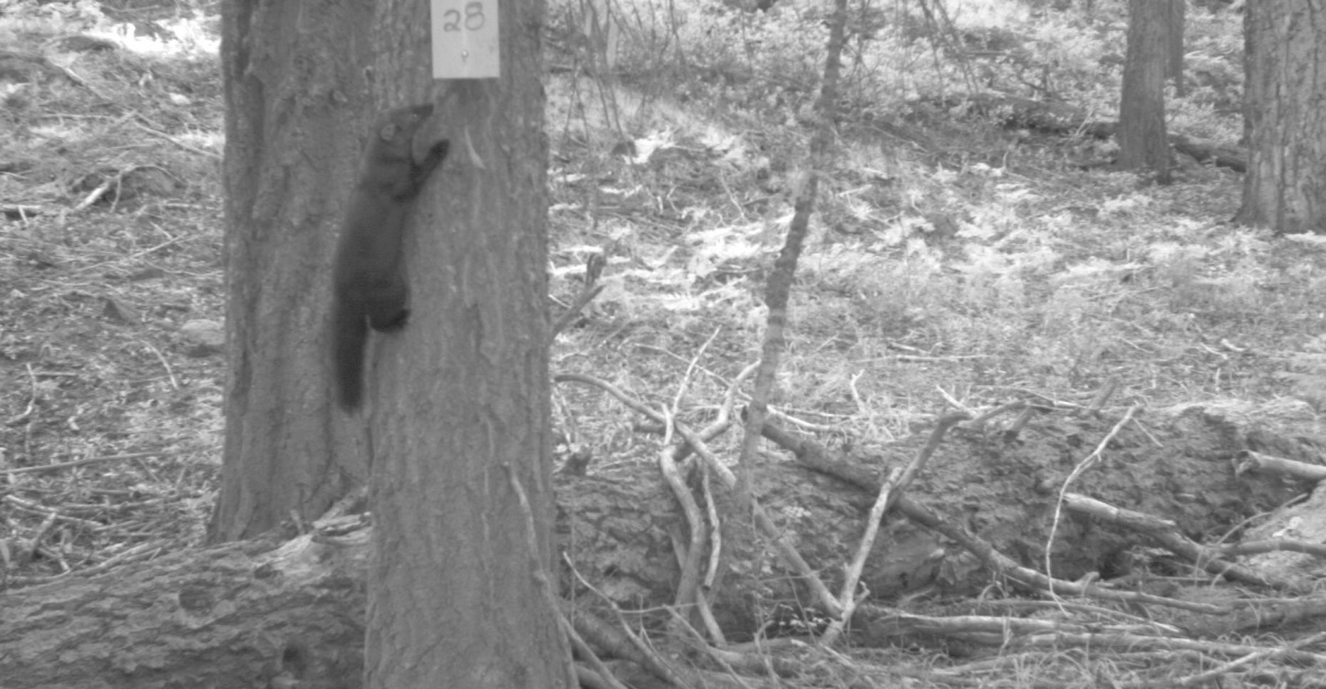 <p>BLM using satellites to study fishers in southern Oregon
</p><p>By Toshio Suzuki, April 14, 2016
</p><p>Capturing a fisher in an Oregon forest can be tricky work. 
</p><p>First off, there aren’t many of them. 
</p><p>Secondly, the cat-sized mammal sports retractable claws and a heart rate that can climb to 300 beats per minute when agitated — double a high rate for humans — and like most animals in the wild, they will defend themselves from capture, even if for scientific research. 
</p><p>“They are carnivores and they have amazing capacities of strength and endurance,” said Katie Moriarty, a research wildlife biologist for the U.S. Forest Service.
</p><p>Moriarty is one of several partners helping the Bureau of Land Management in a first-of-its-kind research project: using GPS collars and satellites to track fisher movements in Oregon. 
</p><p>The end goal is to establish a baseline of habitat information for a species that has been in decline since the trapping and timber industries entered the Western landscape in the 1800s. 
</p><p>In 2014, the West Coast fisher received a “proposed threatened” status by the U.S. Fish and Wildlife Service; but just this week the agency announced the fisher did not warrant listing under the Endangered Species Act. 
</p><p>If land managers like the BLM can learn specific habitat characteristics, they will then be able to make more informed decisions and even potentially figure out why the member of the weasel family is in decline, said Bruce Hollen, a wildlife biologist for the BLM in Oregon and Washington. 
</p><p>“Something about their habitat is affecting their ability to disperse,” said Hollen. “We don't know how come their populations have stayed so small.”
</p><p>Adult fishers can weigh about 3 to 13 pounds, and can be about 2.5 to 4 feet long. They eat seemingly anything smaller than them that can be discovered in the forest: birds, squirrels, mice, reptiles, insects, vegetation and fruit. They also have the unique ability to hunt and eat porcupines. 
</p><p>Porcupines love to eat Oregon trees and are the reason why there were several efforts to reintroduce fishers to the southern Oregon Cascade Range from the early 1960s to early 1980s. 
</p><p>Those reintroduced fishers were mostly from British Columbia, but also Minnesota, according to a 2003 study published in the international journal Biological Conservation.
</p><p>Presently, there are only two known fisher populations in Oregon. One is native and one is the reintroduced population. Both home ranges for the distinct fisher populations are slivers in the southwestern portion of the state. Research data now indicates that native fishers have crossed the I-5 boundary from the west and made it into the historic range of the non-native population.
</p><p>While wildlife biologists agree that any mixed breeding would be interesting, it isn’t always as easy as that for territorial animals.
</p><p>Moriarty, who works at the Pacific Northwest Research Station, related the moving fishers to a typical American street: “You might be able to walk into somebody’s yard but you won’t be able to live there.”
</p><p>Chicken meat bait is what draws the curious fishers into the multi-compartment traps. Once inside and anesthetized, the biologists have 30 minutes to affix collars and conduct a number of tests. 
</p><p>Blood, hair and tissue samples are taken for DNA testing. Feet are measured and a tooth is extracted to determine age. The wildlife biologists even check for fleas and ticks during the evaluation, all while monitoring the animal’s temperature. 
</p><p>“You only get them in your hands every so often, so you want to measure as much as you can,” explained Matt Broyles, a BLM wildlife biologist in Klamath Falls contributing to the ongoing research.
</p><p>Out of the seven fishers captured last October, three adult females got the GPS collars and two adult males were fitted with regular radio telemetry collars. Juveniles were released. The females got priority for the new equipment because they tend to stay within the home range, while males “can decide to go for a long wander,” said Hollen. 
</p><p>“We really want to see what they are doing within their home range — how they use the landscape in that Klamath Falls area,” he said.
</p><p>The GPS units provided real-time data points every 15 minutes, allowing the team to discern resting sites and den locations inside trees. 
</p><p>So far, the wildlife team, which includes specialists from Oregon State University and the Rocky Mountain Laboratories, is very optimistic about the research study that runs through this July. 
</p><p>“The benefits are exponentially phenomenal,” said Moriarty. 
</p><p>tsuzuki@blm.gov
</p>
Photos and videos captured between March of 2015 and April of 2016. All photos by BLM.