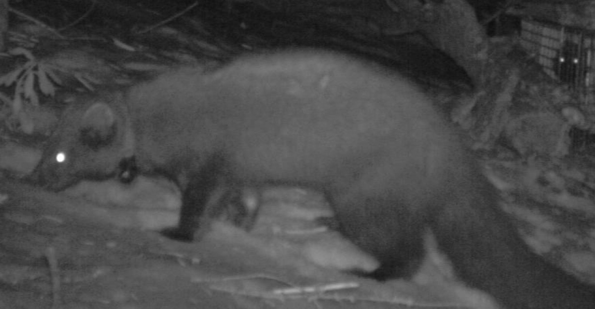 <p>BLM using satellites to study fishers in southern Oregon
</p><p>By Toshio Suzuki, April 14, 2016
</p><p>Capturing a fisher in an Oregon forest can be tricky work. 
</p><p>First off, there aren’t many of them. 
</p><p>Secondly, the cat-sized mammal sports retractable claws and a heart rate that can climb to 300 beats per minute when agitated — double a high rate for humans — and like most animals in the wild, they will defend themselves from capture, even if for scientific research. 
</p><p>“They are carnivores and they have amazing capacities of strength and endurance,” said Katie Moriarty, a research wildlife biologist for the U.S. Forest Service.
</p><p>Moriarty is one of several partners helping the Bureau of Land Management in a first-of-its-kind research project: using GPS collars and satellites to track fisher movements in Oregon. 
</p><p>The end goal is to establish a baseline of habitat information for a species that has been in decline since the trapping and timber industries entered the Western landscape in the 1800s. 
</p><p>In 2014, the West Coast fisher received a “proposed threatened” status by the U.S. Fish and Wildlife Service; but just this week the agency announced the fisher did not warrant listing under the Endangered Species Act. 
</p><p>If land managers like the BLM can learn specific habitat characteristics, they will then be able to make more informed decisions and even potentially figure out why the member of the weasel family is in decline, said Bruce Hollen, a wildlife biologist for the BLM in Oregon and Washington. 
</p><p>“Something about their habitat is affecting their ability to disperse,” said Hollen. “We don't know how come their populations have stayed so small.”
</p><p>Adult fishers can weigh about 3 to 13 pounds, and can be about 2.5 to 4 feet long. They eat seemingly anything smaller than them that can be discovered in the forest: birds, squirrels, mice, reptiles, insects, vegetation and fruit. They also have the unique ability to hunt and eat porcupines. 
</p><p>Porcupines love to eat Oregon trees and are the reason why there were several efforts to reintroduce fishers to the southern Oregon Cascade Range from the early 1960s to early 1980s. 
</p><p>Those reintroduced fishers were mostly from British Columbia, but also Minnesota, according to a 2003 study published in the international journal Biological Conservation.
</p><p>Presently, there are only two known fisher populations in Oregon. One is native and one is the reintroduced population. Both home ranges for the distinct fisher populations are slivers in the southwestern portion of the state. Research data now indicates that native fishers have crossed the I-5 boundary from the west and made it into the historic range of the non-native population.
</p><p>While wildlife biologists agree that any mixed breeding would be interesting, it isn’t always as easy as that for territorial animals.
</p><p>Moriarty, who works at the Pacific Northwest Research Station, related the moving fishers to a typical American street: “You might be able to walk into somebody’s yard but you won’t be able to live there.”
</p><p>Chicken meat bait is what draws the curious fishers into the multi-compartment traps. Once inside and anesthetized, the biologists have 30 minutes to affix collars and conduct a number of tests. 
</p><p>Blood, hair and tissue samples are taken for DNA testing. Feet are measured and a tooth is extracted to determine age. The wildlife biologists even check for fleas and ticks during the evaluation, all while monitoring the animal’s temperature. 
</p><p>“You only get them in your hands every so often, so you want to measure as much as you can,” explained Matt Broyles, a BLM wildlife biologist in Klamath Falls contributing to the ongoing research.
</p><p>Out of the seven fishers captured last October, three adult females got the GPS collars and two adult males were fitted with regular radio telemetry collars. Juveniles were released. The females got priority for the new equipment because they tend to stay within the home range, while males “can decide to go for a long wander,” said Hollen. 
</p><p>“We really want to see what they are doing within their home range — how they use the landscape in that Klamath Falls area,” he said.
</p><p>The GPS units provided real-time data points every 15 minutes, allowing the team to discern resting sites and den locations inside trees. 
</p><p>So far, the wildlife team, which includes specialists from Oregon State University and the Rocky Mountain Laboratories, is very optimistic about the research study that runs through this July. 
</p><p>“The benefits are exponentially phenomenal,” said Moriarty. 
</p><p>tsuzuki@blm.gov
</p>
Photos and videos captured between March of 2015 and April of 2016. All photos by BLM.