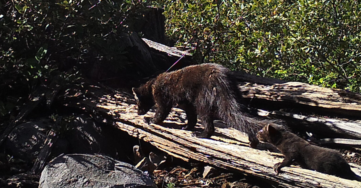 <p>--Photo/video from May and June of 2016 -- story below from April of 2016: 
</p><p>Capturing a fisher in an Oregon forest can be tricky work. 
</p><p>First off, there aren’t many of them. 
</p><p>Secondly, the cat-sized mammal sports retractable claws and a heart rate that can climb to 300 beats per minute when agitated — double a high rate for humans — and like most animals in the wild, they will defend themselves from capture, even if for scientific research. 
</p><p>“They are carnivores and they have amazing capacities of strength and endurance,” said Katie Moriarty, a research wildlife biologist for the U.S. Forest Service.
</p><p>Moriarty is one of several partners helping the Bureau of Land Management in a first-of-its-kind research project: using GPS collars and satellites to track fisher movements in Oregon. 
</p><p>The end goal is to establish a baseline of habitat information for a species that has been in decline since the trapping and timber industries entered the Western landscape in the 1800s. 
</p><p>In 2014, the West Coast fisher received a “proposed threatened” status by the U.S. Fish and Wildlife Service; but just this week the agency announced the fisher did not warrant listing under the Endangered Species Act. 
</p><p>If land managers like the BLM can learn specific habitat characteristics, they will then be able to make more informed decisions and even potentially figure out why the member of the weasel family is in decline, said Bruce Hollen, a wildlife biologist for the BLM in Oregon and Washington. 
</p><p>“Something about their habitat is affecting their ability to disperse,” said Hollen. “We don't know how come their populations have stayed so small.”
</p><p>Adult fishers can weigh about 3 to 13 pounds, and can be about 2.5 to 4 feet long. They eat seemingly anything smaller than them that can be discovered in the forest: birds, squirrels, mice, reptiles, insects, vegetation and fruit. They also have the unique ability to hunt and eat porcupines. 
</p><p>Porcupines love to eat Oregon trees and are the reason why there were several efforts to reintroduce fishers to the southern Oregon Cascade Range from the early 1960s to early 1980s. 
</p><p>Those reintroduced fishers were mostly from British Columbia, but also Minnesota, according to a 2003 study published in the international journal Biological Conservation.
</p><p>Presently, there are only two known fisher populations in Oregon. One is native and one is the reintroduced population. Both home ranges for the distinct fisher populations are slivers in the southwestern portion of the state. Research data now indicates that native fishers have crossed the I-5 boundary from the west and made it into the historic range of the non-native population.
</p><p>While wildlife biologists agree that any mixed breeding would be interesting, it isn’t always as easy as that for territorial animals.
</p><p>Moriarty, who works at the Pacific Northwest Research Station, related the moving fishers to a typical American street: “You might be able to walk into somebody’s yard but you won’t be able to live there.”
</p><p>Chicken meat bait is what draws the curious fishers into the multi-compartment traps. Once inside and anesthetized, the biologists have 30 minutes to affix collars and conduct a number of tests. 
</p><p>Blood, hair and tissue samples are taken for DNA testing. Feet are measured and a tooth is extracted to determine age. The wildlife biologists even check for fleas and ticks during the evaluation, all while monitoring the animal’s temperature. 
</p><p>“You only get them in your hands every so often, so you want to measure as much as you can,” explained Matt Broyles, a BLM wildlife biologist in Klamath Falls contributing to the ongoing research.
</p><p>Out of the seven fishers captured last October, three adult females got the GPS collars and two adult males were fitted with regular radio telemetry collars. Juveniles were released. The females got priority for the new equipment because they tend to stay within the home range, while males “can decide to go for a long wander,” said Hollen. 
</p><p>“We really want to see what they are doing within their home range — how they use the landscape in that Klamath Falls area,” he said.
</p><p>The GPS units provided real-time data points every 15 minutes, allowing the team to discern resting sites and den locations inside trees. 
</p><p>So far, the wildlife team, which includes specialists from Oregon State University and the Rocky Mountain Laboratories, is very optimistic about the research study that runs through this July. 
</p><p>“The benefits are exponentially phenomenal,” said Moriarty. 
</p><p>By Toshio Suzuki, tsuzuki@blm.gov
</p>
Photos and videos captured between May and June of 2016. All photos by BLM.