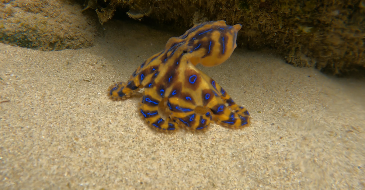 Near the ocean in northern nsw a tiny blue ringed ocotpus wanders around under some rocks