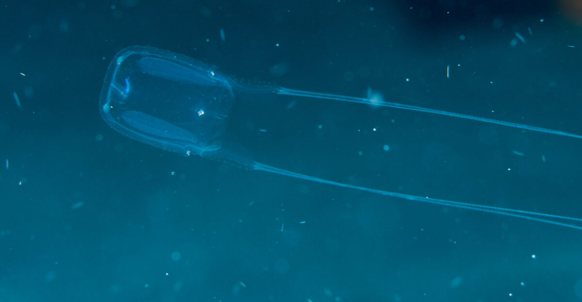 Morotai Indonesia - Box jellyfish Carybdea sp
