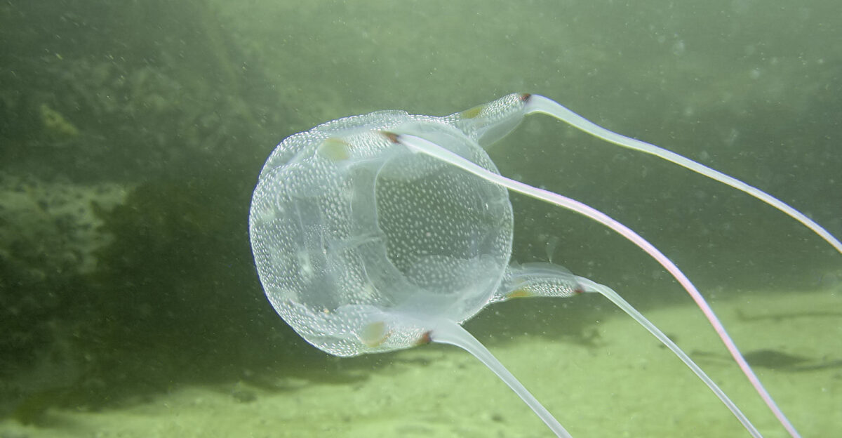 Box jellyfish at Bakoven Rock