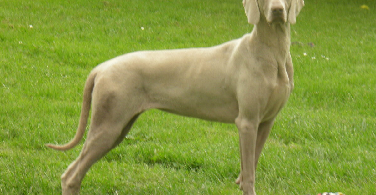 Braque de Weimar femelle Poil court