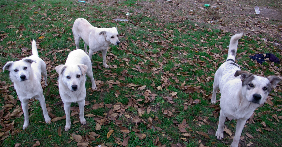 When Ceausescu wanted to build a huge complex of buildings in the center of the city his thugs bulldozed entire huge neighborhoods with essentially no warning forcing the residents to abandon most of their belongings and move into systematized apartment complexes Among the abandoned things were thousands of dogs Now 20 years later stray dogs in Bucharest are the equivalent of pigeons or squirrels in Seattle This pack was sure that I was going to feed them my camera 20071107 Bucuresti dogs