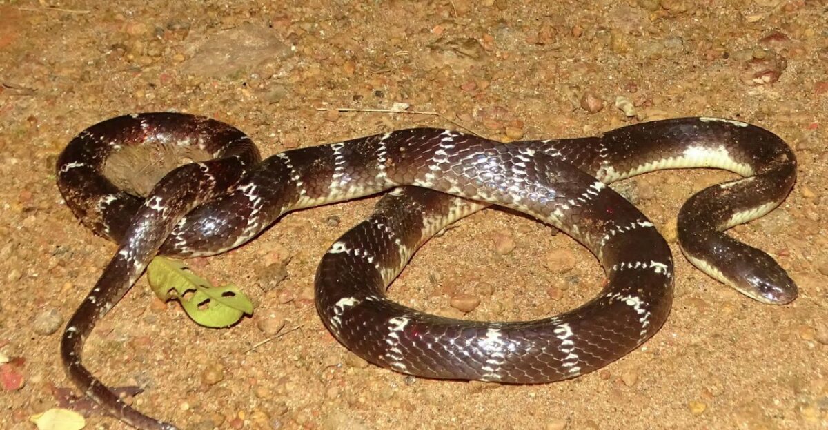 Common Krait Bungarus caeruleus