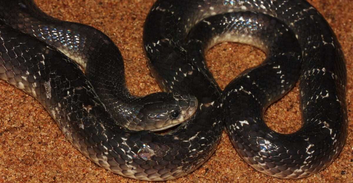 The common krait Bungarus caeruleus is a highly venomous snake species belonging to the genus Bungarus in the family Elapidae This specimen was found in Sri Lanka