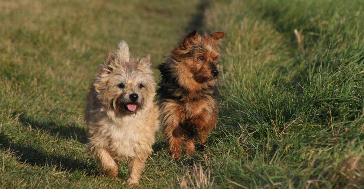 Cairn Terrier Dame Nimbu und Australian Terrier Dame Kr mel auf dem Feldweg