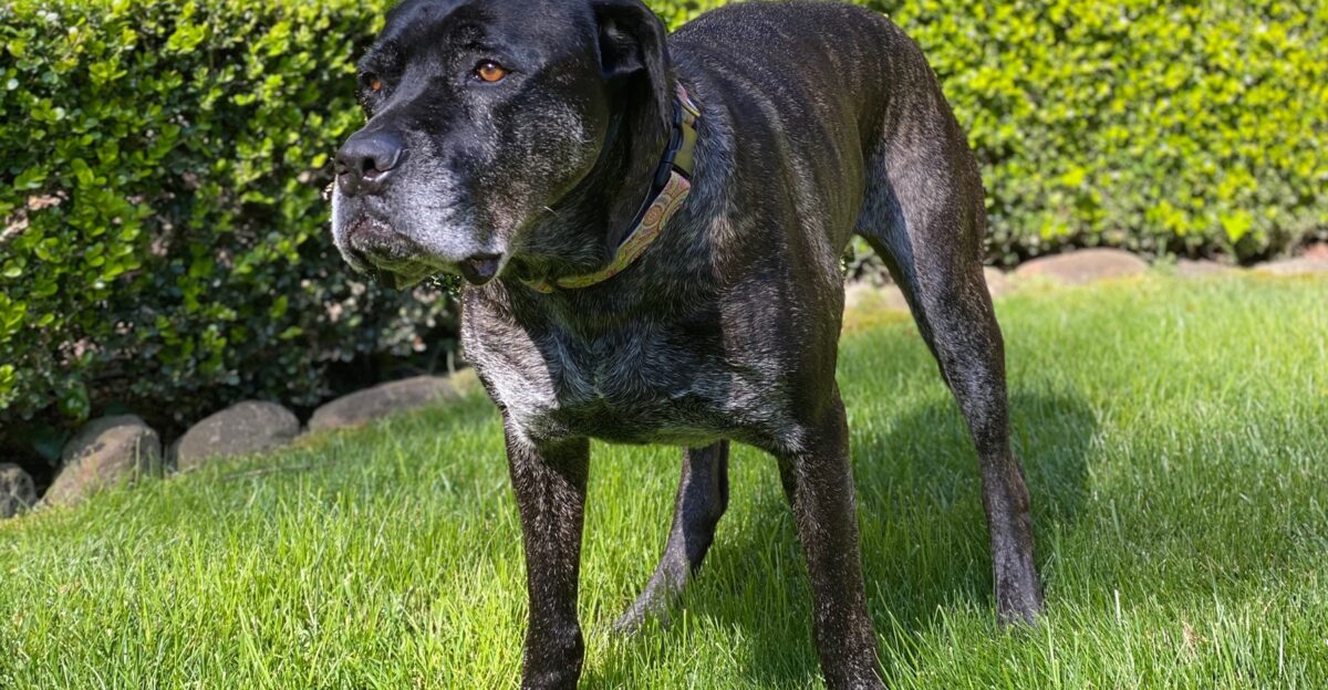 This is a photo of a Female adult Cane Corso