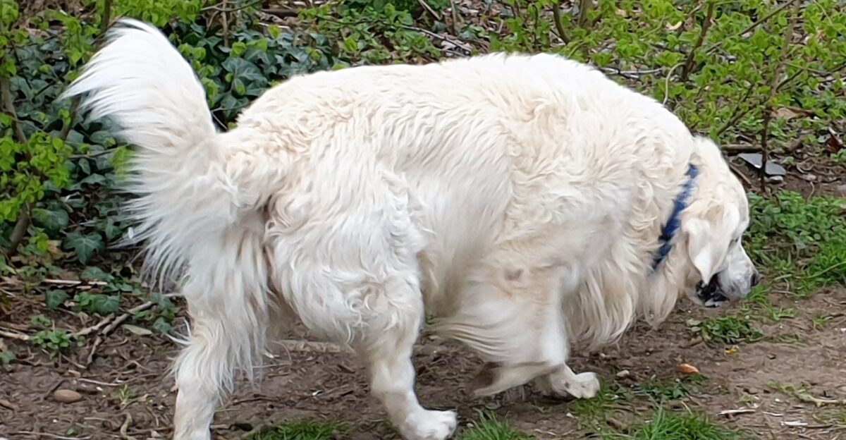 Great Pyrenees or Pyrenean Mountain Dog in London England