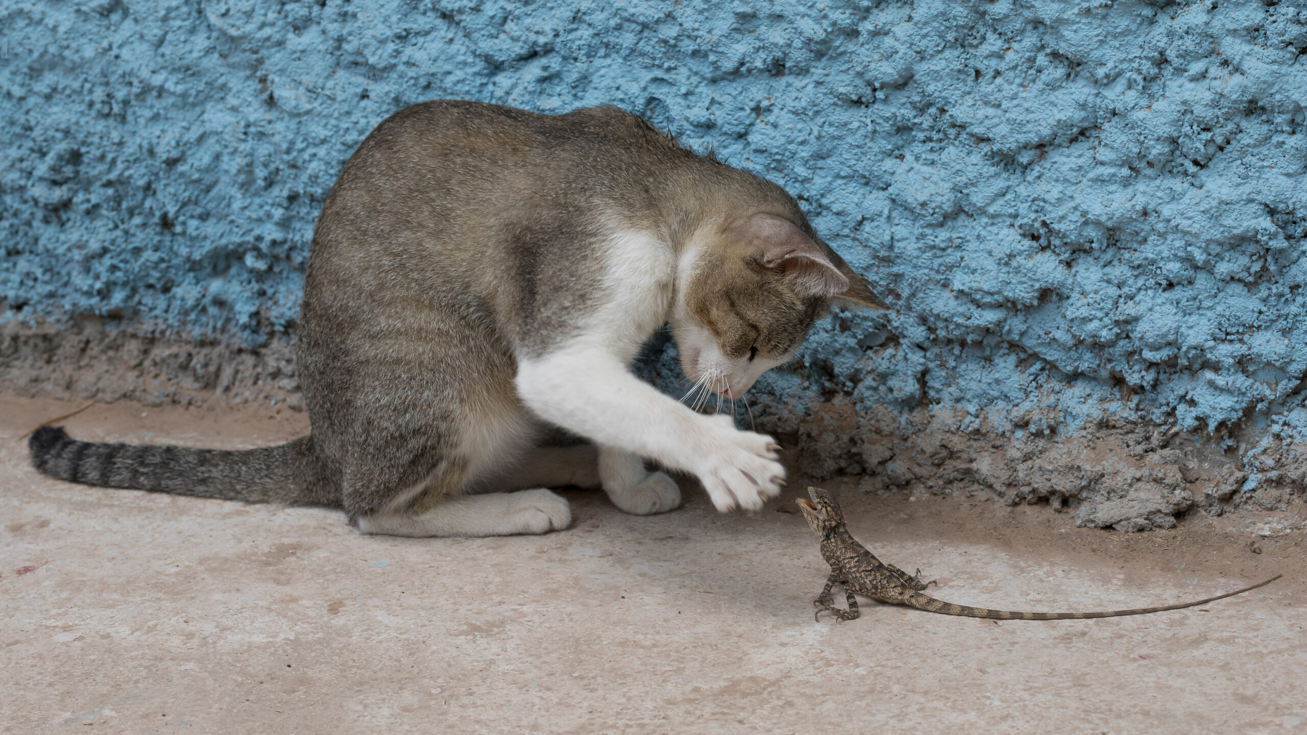 Seated Felis silvestris catus domestic cat playing with a passive Calotes versicolor oriental garden lizard facing it in Laos