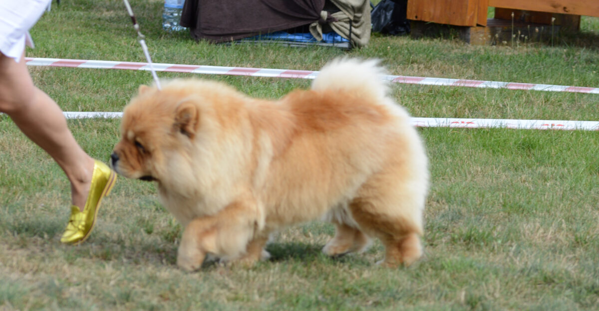 Chow chow