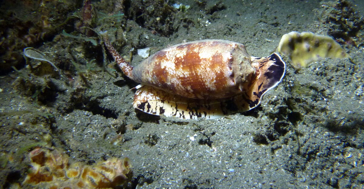Geography Cone Conus geographus in Papua New Guinea