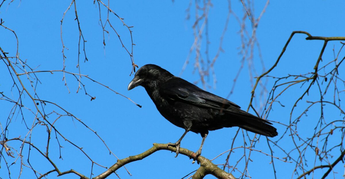 A majestic raven perched on a bare tree branch against a clear blue sky