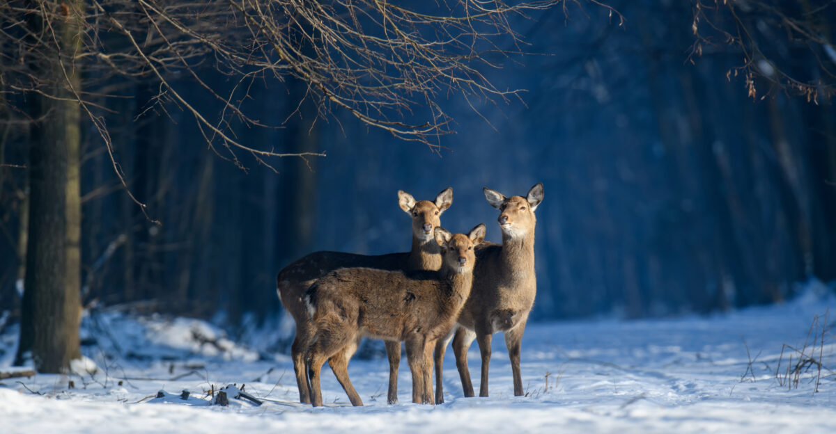 Cervus nippon in Kremenets Hills Ternopil Oblast Ukraine