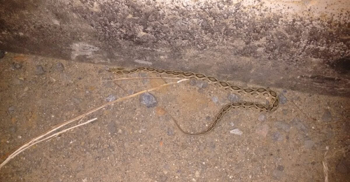 Russell s Viper Daboia russelii