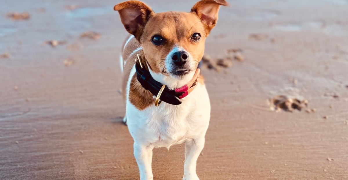 Darcy Russell - Jack Russell Terrier at the beach