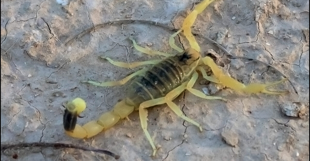 deathstalker Leiurus quinquestriatus Scorpion photo taken at negev desert Israel