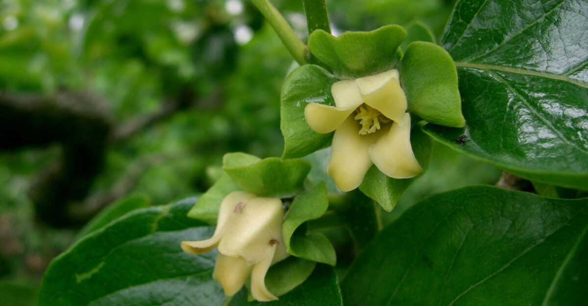 Diospyros - Wikipedia