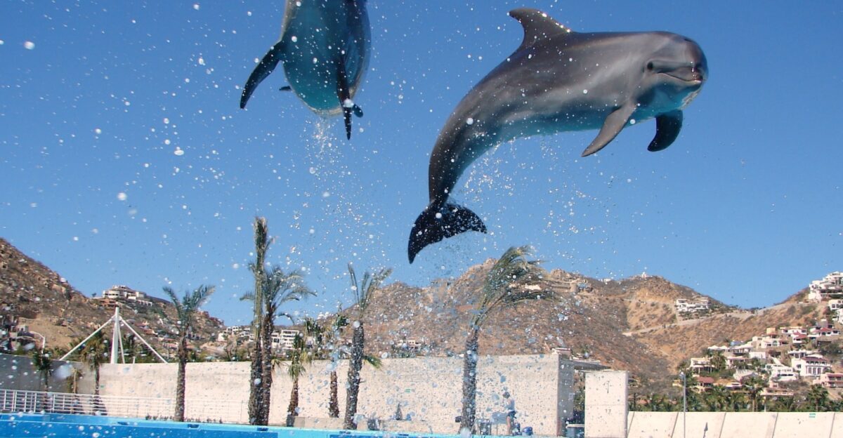 Dolphins in Cabo